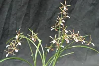 Encyclia bractescens Species Orchid Plant 3" Pot