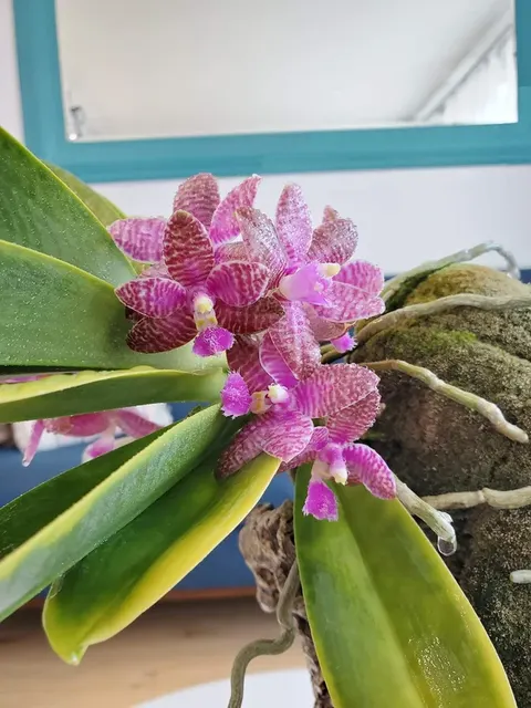 Phalaenopsis lueddemanniana 'Mindanao'