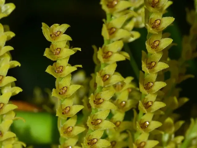 Stelis dapsilis (Stelis)