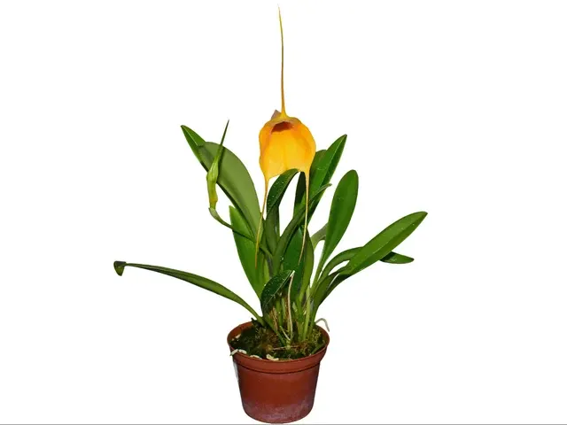 Masdevallia Ximena Neira 'Ecuagenera' (Masdevallia)
