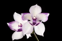 Tst. Melinda Marie 'Blue Moon' — In Bud/Spike