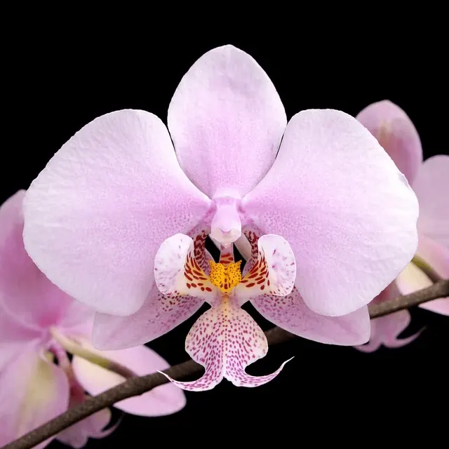Phalaenopsis schilleriana parfumata 'MSH'