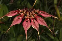 Bulbophyllum ornatissimum
