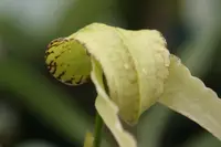 Bulbophyllum arfakianum ‘Elite’s 1st’