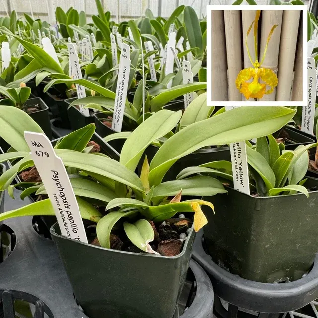 Psychopsis papilio 'Yellow'
