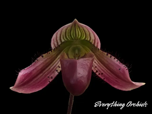 Paphiopedilum QF Babylon