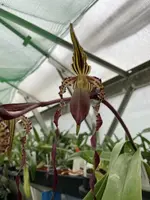 Paphiopedilum Shin-Yi Sanders (Michael Koopowitz x sanderianum)