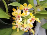 Gastrochilus Japonicus (The Yellow Pine Orchid), Bloom-ready Size, Wood Mount (30 DAYS Healthy Plant Guarantee)
