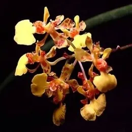 Oncidium ascendens sp (Oncidium)