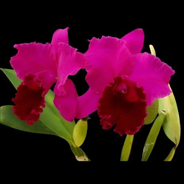 Brassolaeliocattleya Joao Antonio Nicole Velvet (Brassolaeliocattleya)