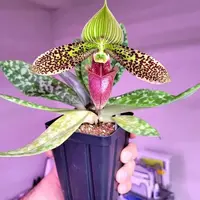 Paphiopedilum Sukhakulii