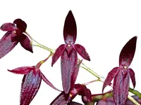 Pleurothallis sextonii