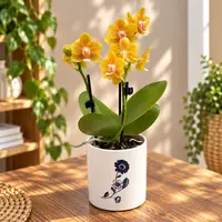 Phalaenopsis ‘Allura Catherine’ - parfumata