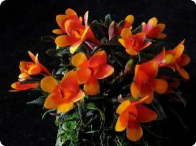 Dendrobium cuthbersonii 'Bicolor' (Dendrobium)