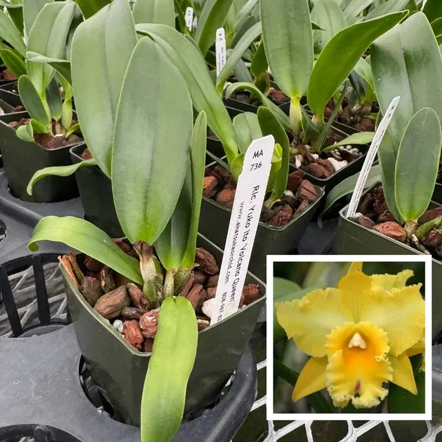 Rhyncholaeliocattleya Yuko Ito 'Volcano Queen' (Rhyncholaeliocattleya)