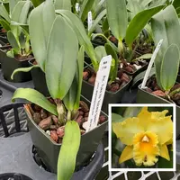 Rlc. Yuko Ito 'Volcano Queen' (Starter-2.75" Pot)