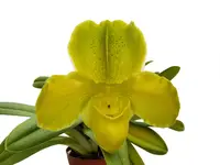 Paphiopedilum Cocoa Jollix Med