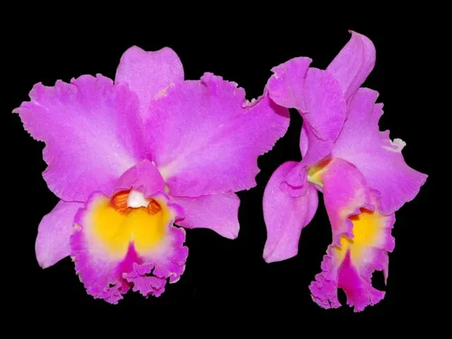Rhyncholaeliocattleya Mishima Choice (Rhyncholaeliocattleya)
