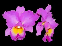 Rhyncholaeliocattleya Mishima Choice