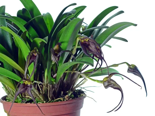 Masdevallia belua (Masdevallia)