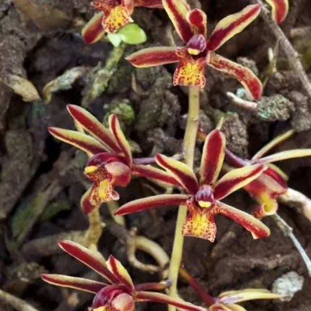 Cymbidium bicolor 'var. red' (Cymbidium)