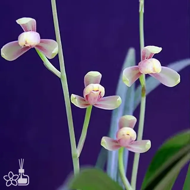 Cymbidium ensifolium 'Hong-Yin-Pin' (Cymbidium)