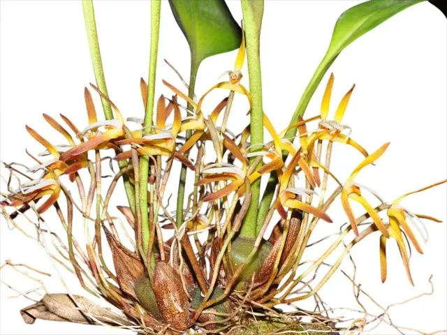 Maxillaria hennisiana (Maxillaria)