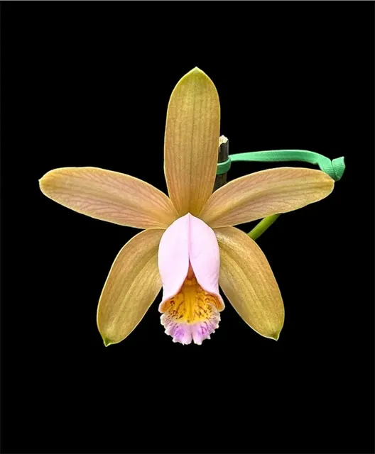 Cattleya forbesii var aurea (Cattleya)