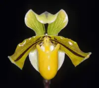Paphiopedilum druryi ‘The Golden Paph’