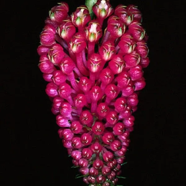 Robiquetia cerina fma (Robiquetia)
