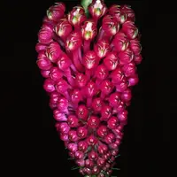 Robiquetia cerina fma. Red sp.