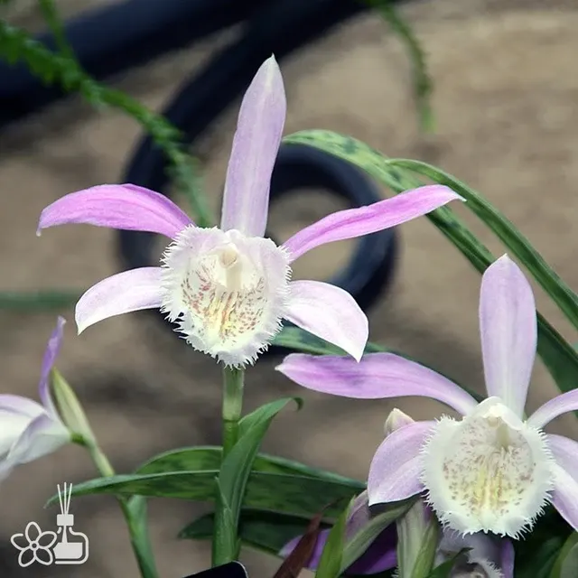 Pleione bulbocodioides