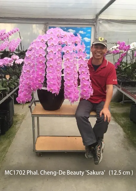 Phalaenopsis Cheng-De Beauty 'Sakura' (Phalaenopsis)