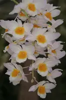 Dendrobium farmeri — Mounted