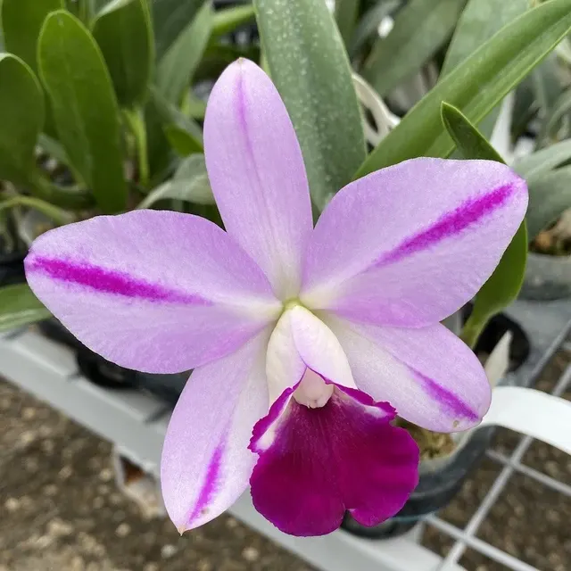 Laeliocattleya Mona Pink AM/AOS - Parfumata 'Hiromi'