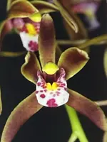 Cymbidium Orchid Bulb - Cym Darjeeling Bare Root - Tropical Flowering Plant - Perfect for Propagation