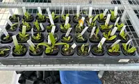 Bulbophyllum species Tray Pack