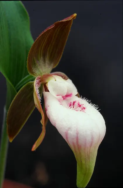Cypripedium plectrochilum (Cypripedium)