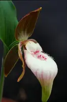 Cypripedium plectrochilum