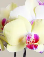 Yellow Orchid — Small (16"-22" tall) / Georgia (5" wide) / Mauve
