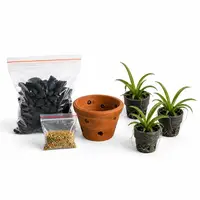 Beginner's Tolumnia Orchid Combo Kit