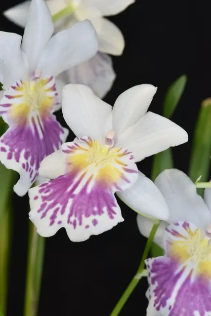 Miltoniopsis phalaenopsis