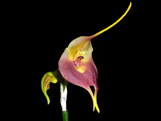 Masdevallia venus dark (Masdevallia)
