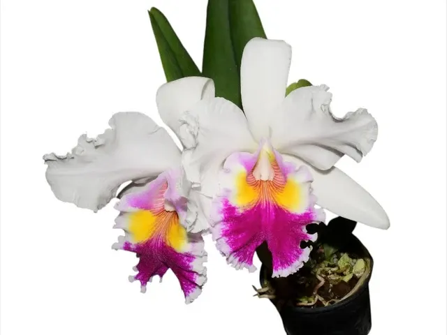 Cattleya Andean Colors (Cattleya)
