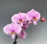 Phal. schilleriana 'Pink Butterfly' AM/AOS