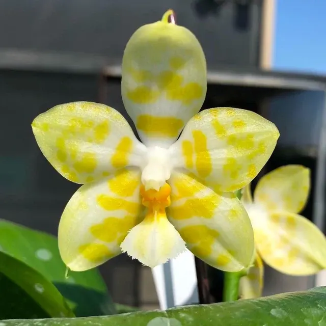Phalaenopsis Yaphon Christmas '860' (Phalaenopsis)