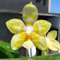 Phalaenopsis Yaphon Christmas '860' - parfumat — fara flori, frunze cu defecte - ghiveci 2.5 inch