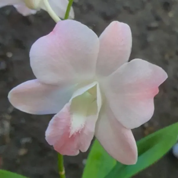 Dendrobium Visa Peach (Dendrobium)