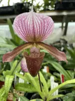 Paphiopedilum Schaetzchen (Maudiae x charlesworthii)