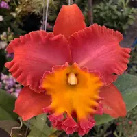 Rlc. Orange Diamond